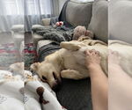Small #2 Labrador Retriever Mix