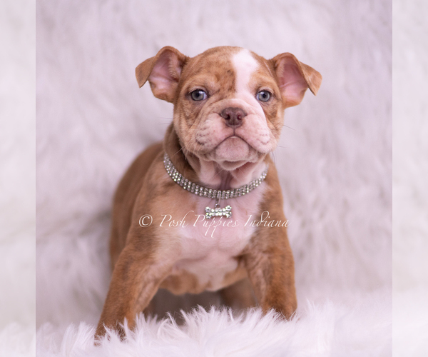 Medium Photo #3 Bulldog Puppy For Sale in WARSAW, IN, USA