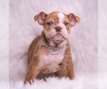 Small #2 Bulldog