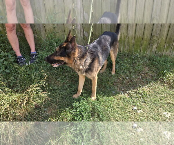 Medium Photo #3 German Shepherd Dog Puppy For Sale in Jackson, MS, USA