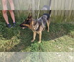 Small #2 German Shepherd Dog