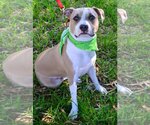 Small #1 American Pit Bull Terrier Mix
