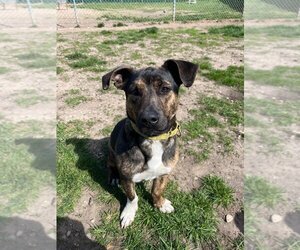 Basset Hound-Unknown Mix Dogs for adoption in South Bend, IN, USA