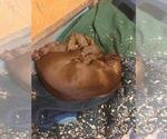 Small Photo #1 Vizsla Puppy For Sale in KYLE, TX, USA