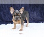 Small French Bulldog