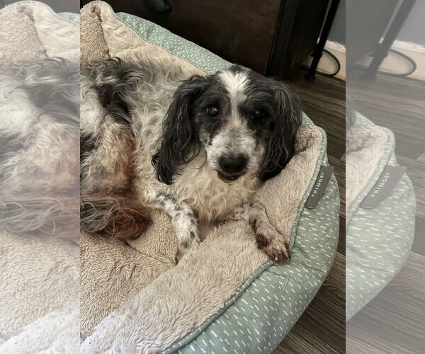Medium Photo #1 Mutt Puppy For Sale in Middlesex, NC, USA