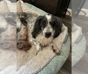 Mutt Dogs for adoption in Middlesex, NC, USA