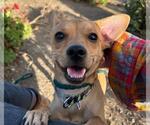 FLIP FLOP - Male Chihuahua-Unknown Mix Dog for Adoption - Small photo