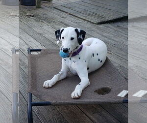 Dalmatian Dogs for adoption in Catasauqua, PA, USA