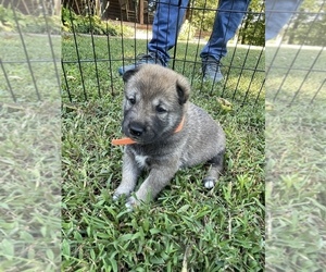 Shiba Inu Puppy for Sale in NEW ATHENS, Illinois USA