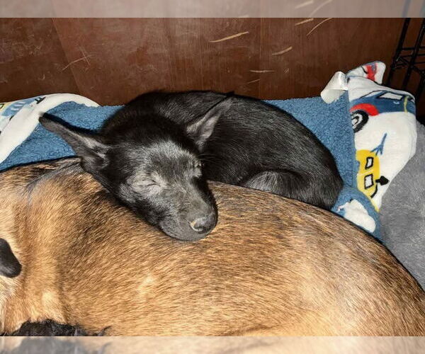 Medium Photo #5 Labrador Retriever-Unknown Mix Puppy For Sale in Germantown, OH, USA