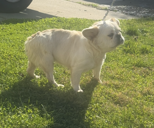 Mother of the French Bulldog puppies born on 12/14/2024