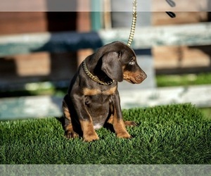 Doberman Pinscher Puppy for Sale in GUSTINE, California USA