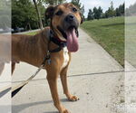 Small #5 Boxer Mix