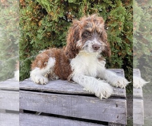 Cockapoo Puppy for sale in MIDDLEBURY, IN, USA