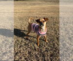 Small #1 Miniature Pinscher Mix