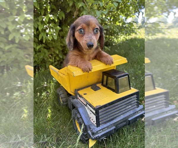 Medium Photo #1 Dachshund Puppy For Sale in MIDDLEBURY, IN, USA