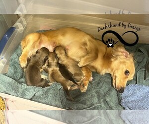 Mother of the Dachshund puppies born on 06/09/2022
