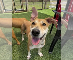 Pamela - Female Black Mouth Cur-Labrador Retriever Mix Dog for Adoption - Photo #3
