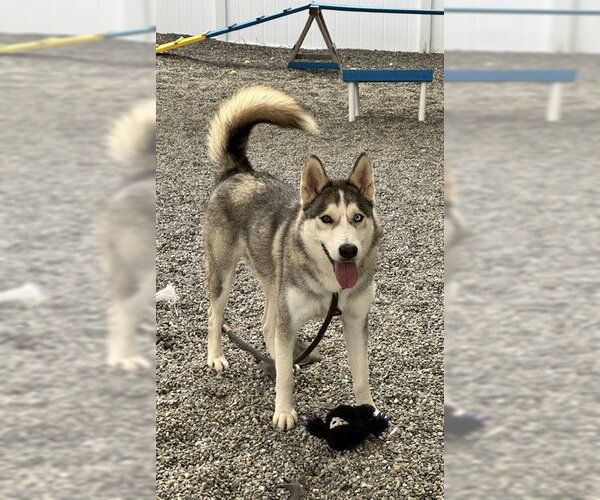Medium Photo #6 Siberian Husky-Unknown Mix Puppy For Sale in Rockaway, NJ, USA