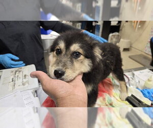 German Shepherd Dog Dogs for adoption in Riverside, CA, USA