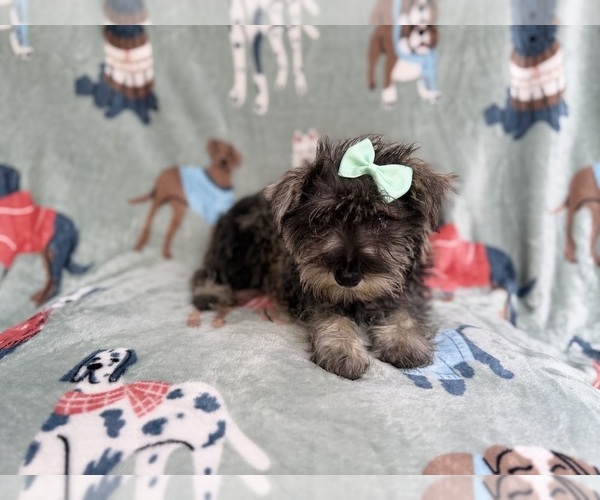 Medium Photo #1 Schnauzer (Miniature) Puppy For Sale in LAKELAND, FL, USA
