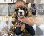Small Photo #3 Bulldog Puppy For Sale in PELLA, IA, USA