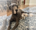 Small Photo #1 Great Dane Puppy For Sale in SIOUX CENTER, IA, USA