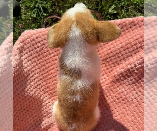 Medium Photo #3 Pembroke Welsh Corgi Puppy For Sale in MECHANICSVILLE, MD, USA