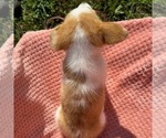 Small #2 Pembroke Welsh Corgi