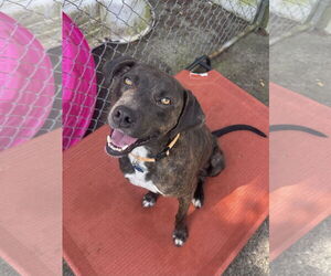 Labrador Retriever-Unknown Mix Dogs for adoption in Rockaway, NJ, USA