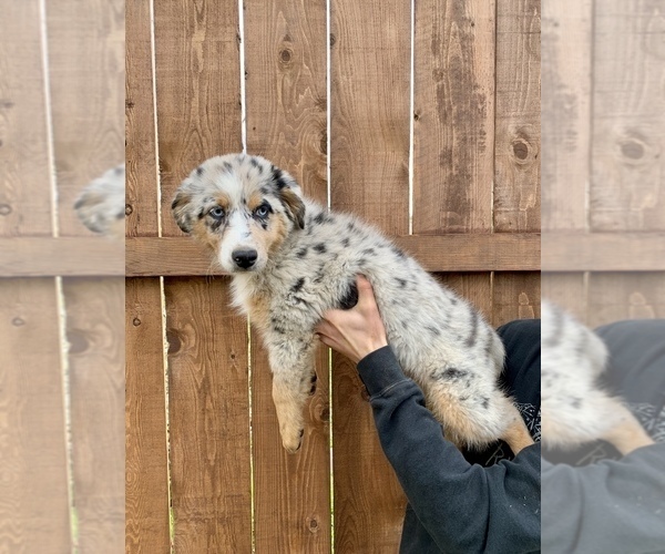 Medium Photo #1 Australian Shepherd Puppy For Sale in PARADISE, CA, USA