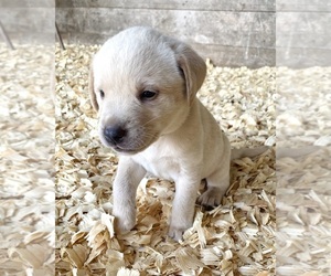 Medium Labrador Retriever