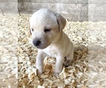 Puppy 6 Labrador Retriever