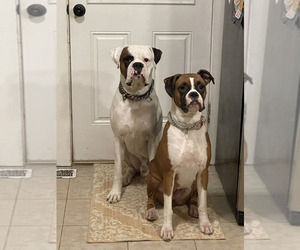 Boxer Litter for sale in HAGERSTOWN, MD, USA