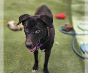 German Shepherd Dog-Unknown Mix Dogs for adoption in Las Vegas, NV, USA