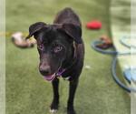 Small German Shepherd Dog Mix
