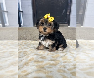 Havashire Puppy for sale in RANDOLPH, MA, USA