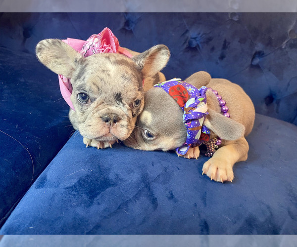 Medium Photo #5 French Bulldog Puppy For Sale in ENCINO, CA, USA