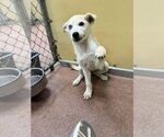 Small #2 Siberian Husky Mix