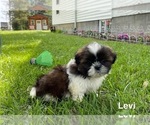 Small #1 Shih Tzu
