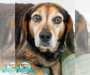 Beagle Dogs for adoption in Kennesaw, GA, USA