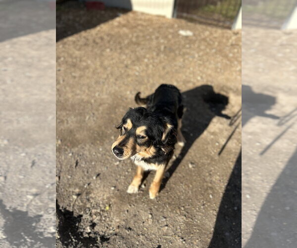 Medium Photo #1 Australian Shepherd-Unknown Mix Puppy For Sale in Corning, AR, USA