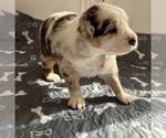 Puppy Girl 1 Australian Shepherd