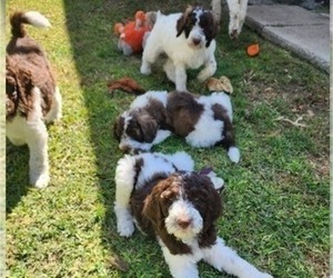 Double Doodle Puppy for sale in WHITTIER, CA, USA