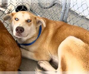 German Shepherd Dog Dogs for adoption in Bakersfield, CA, USA