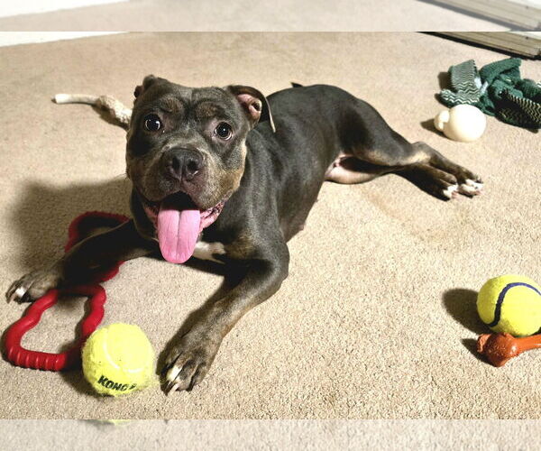 Medium Photo #3 American Pit Bull Terrier Puppy For Sale in Rockville, MD, USA