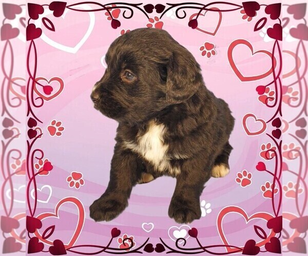 Medium Photo #48 Golden Mountain Dog Puppy For Sale in BLACK FOREST, CO, USA