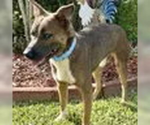 Feist Terrier-Mountain Cur Mix Dogs for adoption in Bristol, CT, USA