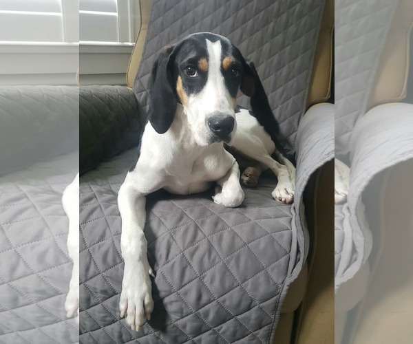 Medium Photo #1 Treeing Walker Coonhound Puppy For Sale in Greenville, SC, USA